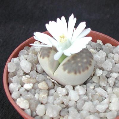 Lithops julii fulleri brunnea