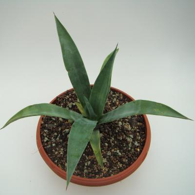 Agave sisalana