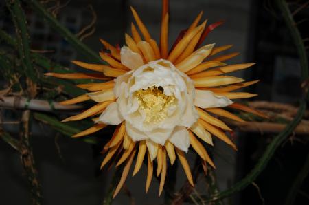 Selenicereus grandiflorus