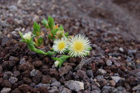 Sceletium tortuosum
