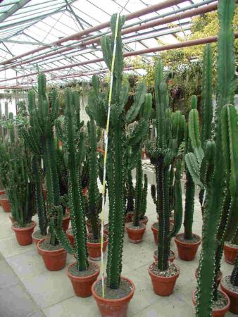 Euphorbia ingens