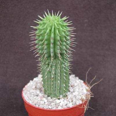 Hoodia gordonii