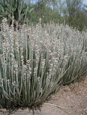 Euphorbia antisyphillitica