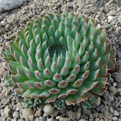 Orostachys spinosus
