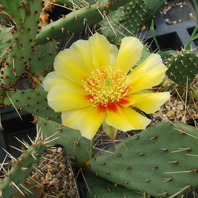 Opuntia engelmannii