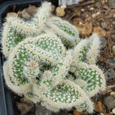 Corynopuntia clavata cristata Wiky