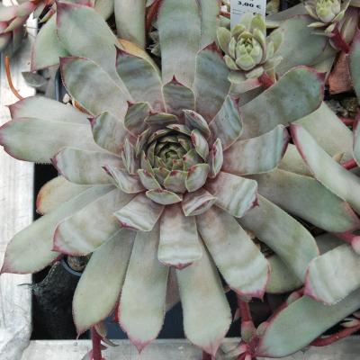 Sempervivum Norne