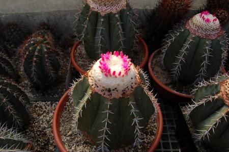 Melocactus glaucescens