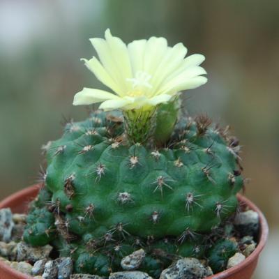 Frailea pseudopulcherima