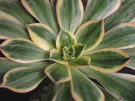 Aeonium Hybride Sunburst