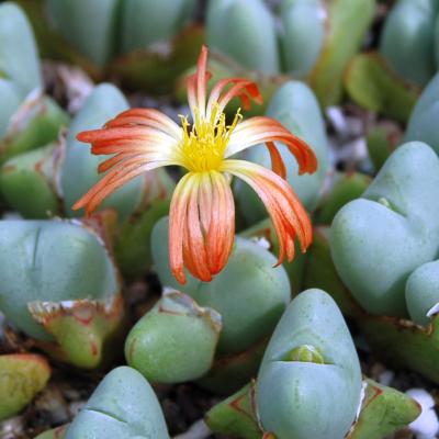 Conophytum bilobum absimile