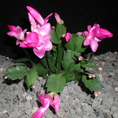 Schlumbergera Malibu