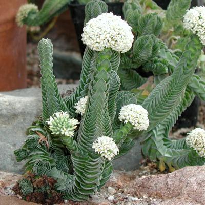 Crassula Buddhas Temple