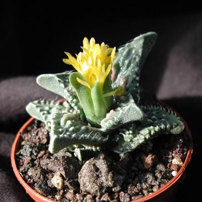 Faucaria tigrina Superba