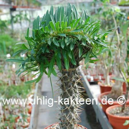 Pachypodium gepfropft
