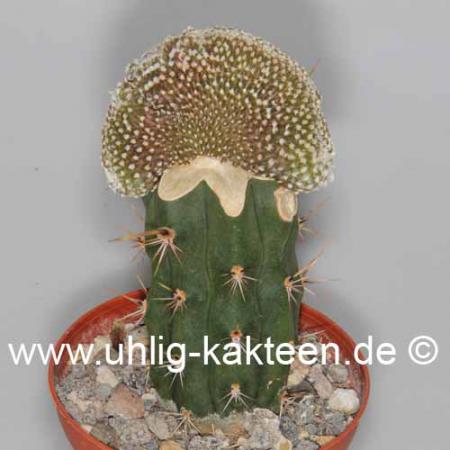 Copiapoa laui gepfropft