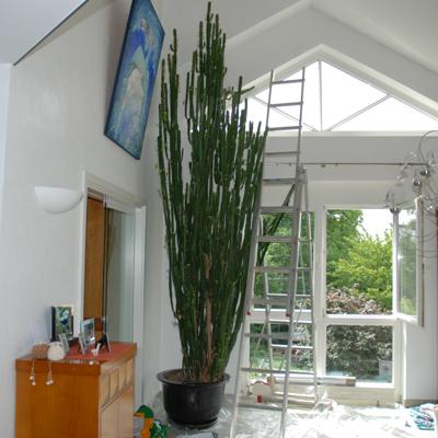 Euphorbia Rückschnitt Anfang