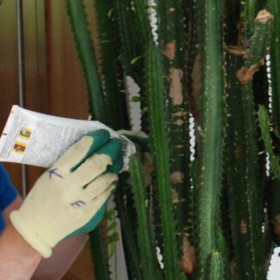 Euphorbia Rückschnitt Wundverschluss
