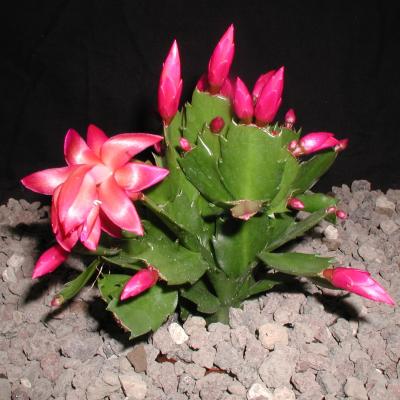 Schlumbergera Twilight Dancer